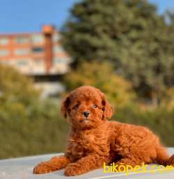 RED BROWN MİNİ TOY YAVRUMUZ 4