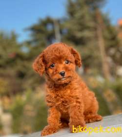 RED BROWN MİNİ TOY YAVRUMUZ 3