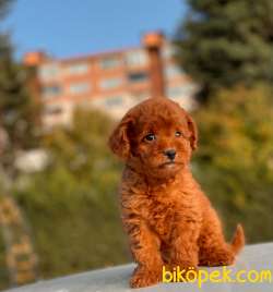 RED BROWN MİNİ TOY YAVRUMUZ 5
