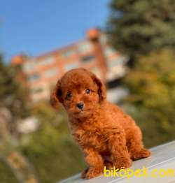 RED BROWN MİNİ TOY YAVRUMUZ 1