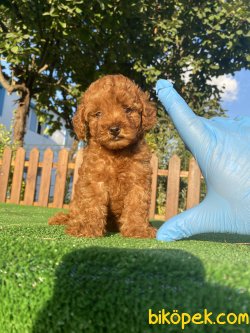 RED BROWN MÜKEMMEL KALİTE TOY POODLE 3