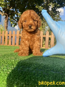 RED BROWN MÜKEMMEL KALİTE TOY POODLE 2