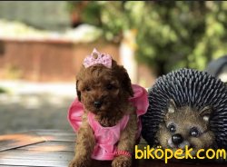 Red Brown Oejinal Pasaportlu Chipli Aşılı Mini Toy 3