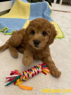 Red Brown Orijinal Toy Poodle 3