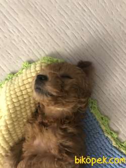 Red Brown Orijinal Toy Poodle 5