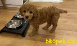 Red Brown Orijinal Toy Poodle 4