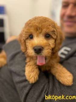 Red Brown Orijinal Toy Poodle 1