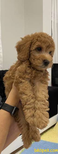 Red Brown Orijinal Toy Poodle 2