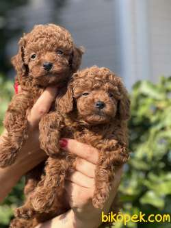 Red Brown Orjinal Toy Poodle 2
