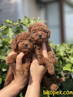 Red Brown Orjinal Toy Poodle 3