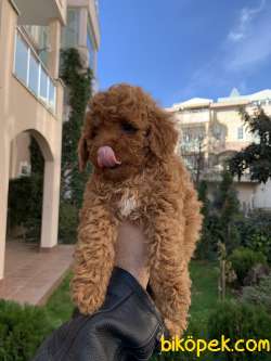 Red Brown Orjinal Toy Poodle Yavruları 1