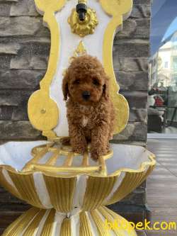 Red Brown Orjinal Toy Poodle Yavruları 3