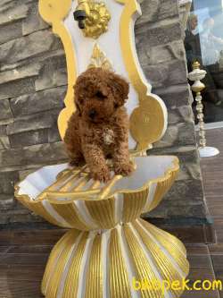 Red Brown Orjinal Toy Poodle Yavruları 4
