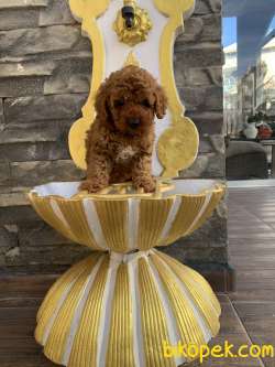 Red Brown Orjinal Toy Poodle Yavruları 2