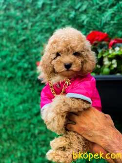 RED BROWN POODLE 3