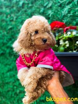 RED BROWN POODLE 2