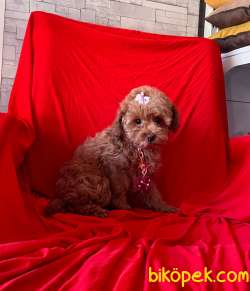 RED BROWN POODLE 2
