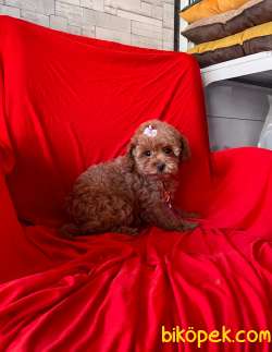 RED BROWN POODLE 4