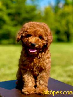 Red Brown Poodle Bebeklerimiz 2