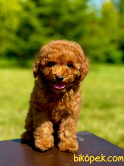 Red Brown Poodle Bebeklerimiz 3