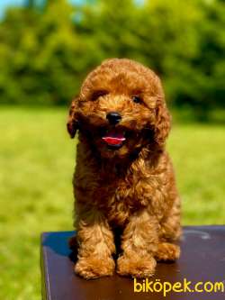 Red Brown Poodle Bebeklerimiz 1