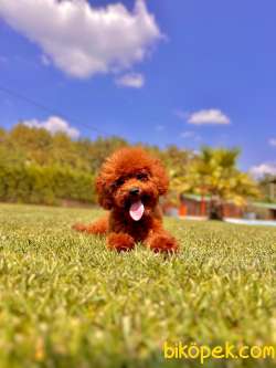 Red Brown Poodle Yavrularımız 1