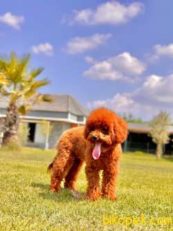 Red Brown Poodle Yavrularımız 3