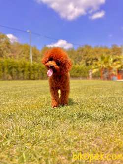 Red Brown Poodle Yavrularımız 5