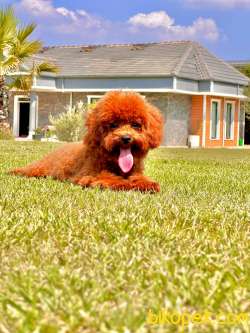 Red Brown Poodle Yavrularımız 2