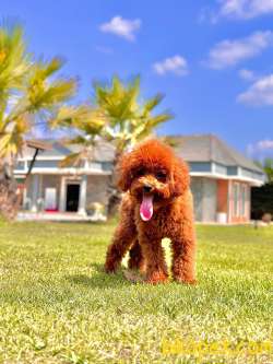 Red Brown Poodle Yavrularımız 4