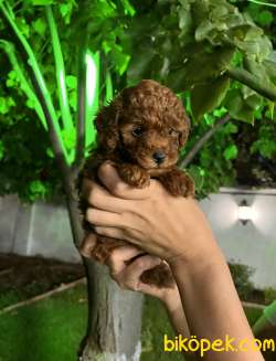 Red Brown Safkan Toy Poodle 3