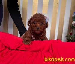 Red Brown Sevimli Mini Boy Toy Poodle Yavrular