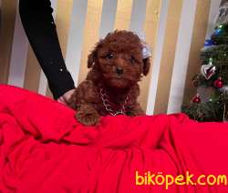 Red Brown Sevimli Mini Boy Toy Poodle Yavrular 4