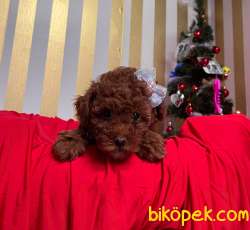 Red Brown Sevimli Mini Boy Toy Poodle Yavrular 2