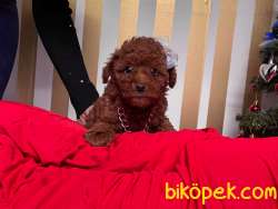 Red Brown Sevimli Mini Boy Toy Poodle Yavrular 3