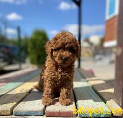 Red Brown Sevimli Toy Poodle Yavrular 1