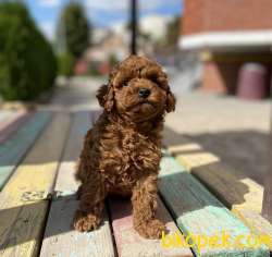 Red Brown Sevimli Toy Poodle Yavrular 4