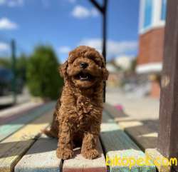 Red Brown Sevimli Toy Poodle Yavrular 3