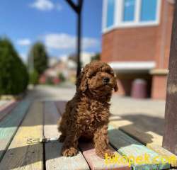 Red Brown Sevimli Toy Poodle Yavrular 2