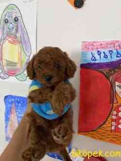 Red Brown Show Class Toy Poodle Yavrularımız 3
