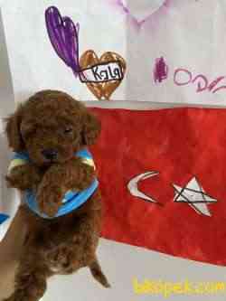 Red Brown Show Class Toy Poodle Yavrularımız 2