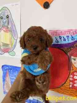 Red Brown Show Class Toy Poodle Yavrularımız 1