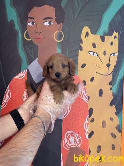 RED BROWN TEA CUP MALTİPOO BEBEKLER 4