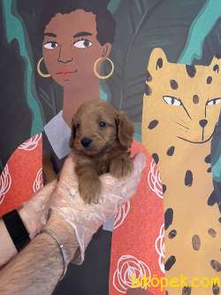 RED BROWN TEA CUP MALTİPOO BEBEKLER 5