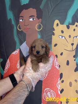 RED BROWN TEA CUP MALTİPOO BEBEKLER 2