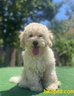UYGUN POODLE BEBEKLER DİŞİ ERKEK 1