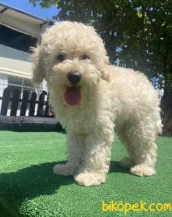UYGUN POODLE BEBEKLER DİŞİ ERKEK 2