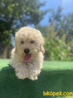UYGUN POODLE BEBEKLER DİŞİ ERKEK 3