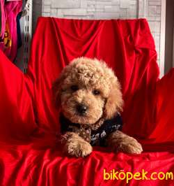 RED BROWN TOY PODDLE 4
