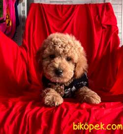 RED BROWN TOY PODDLE 2